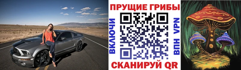 как найти закладки  Курчатов  Галлюциногенные грибы прущие грибы 